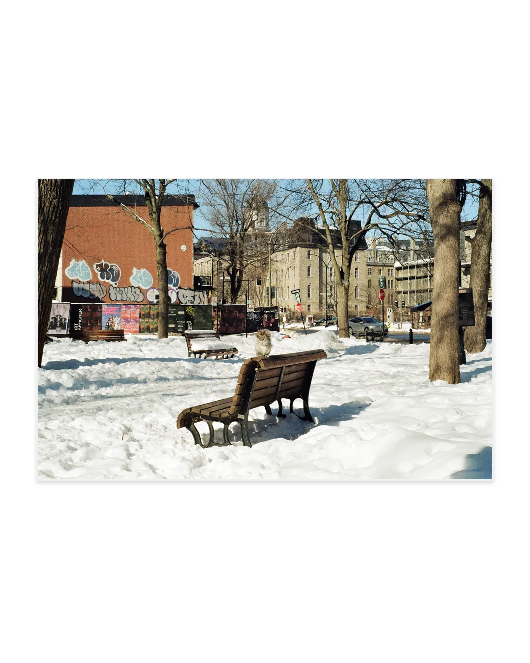 squirrel sitting on a bench on a snowy day